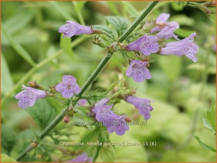 Calamintha nepeta &#039;Gottfried Kuehn&#039; | Bergsteentijm, Steentijm