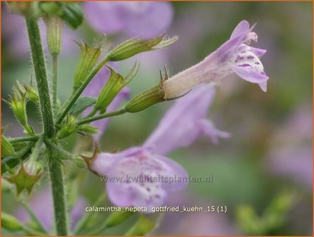 Calamintha nepeta &#039;Gottfried Kuehn&#039; | Bergsteentijm, Steentijm