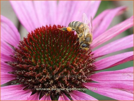 Echinacea purpurea &#039;Augustkoenigin&#039; | Zonnehoed