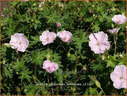 Geranium sanguineum &#039;Apfelbluete&#039; | Ooievaarsbek