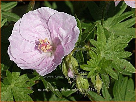 Geranium sanguineum &#039;Apfelbluete&#039; | Ooievaarsbek