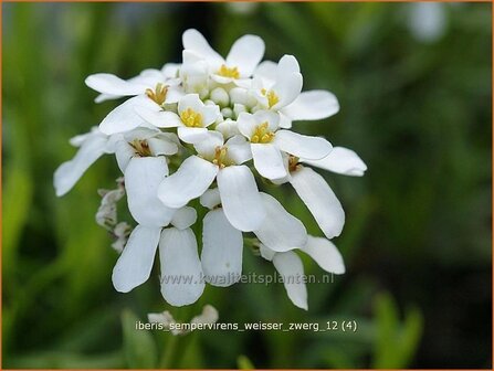 Iberis sempervirens &#039;Weisser Zwerg&#039; | Scheefbloem, Scheefkelk