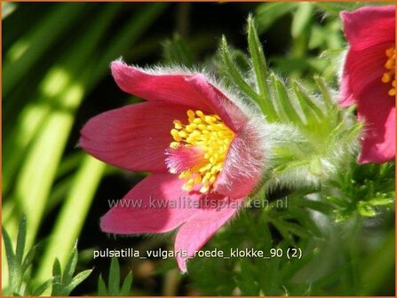 Pulsatilla vulgaris &#039;Roede Klokke&#039; | Wildemanskruid