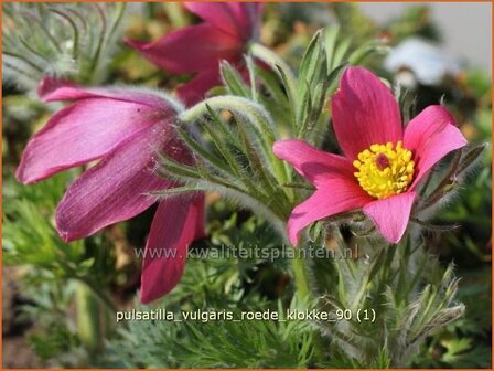 Pulsatilla vulgaris &#039;Roede Klokke&#039; | Wildemanskruid