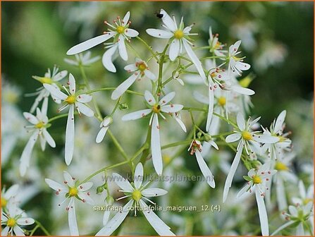 Saxifraga cortusifolia &#039;Maigruen&#039; | Steenbreek