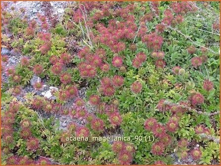 Acaena magellanica | Stekelnootje