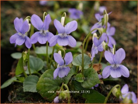 Viola reichenbachiana