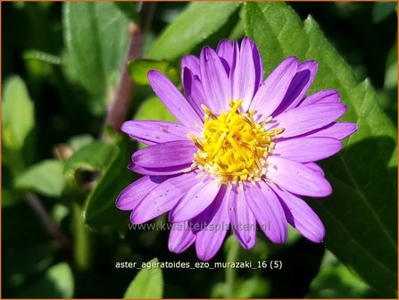 Aster ageratoides &#039;Ezo Murazaki&#039; | Aster | Ageratum-&auml;hnliche Aster