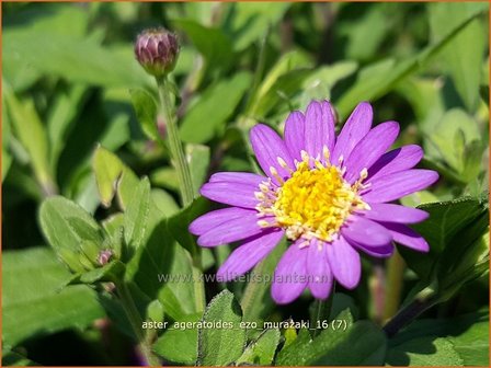 Aster ageratoides &#039;Ezo Murazaki&#039; | Aster | Ageratum-&auml;hnliche Aster