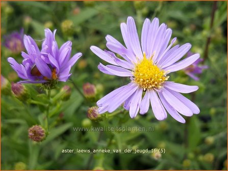 Aster laevis &#039;Anneke van der Jeugd&#039; | Gladde aster, Aster | Glatte Aster