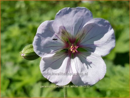 Geranium &#039;Coombland White&#039; | Ooievaarsbek, Tuingeranium | Storchschnabel