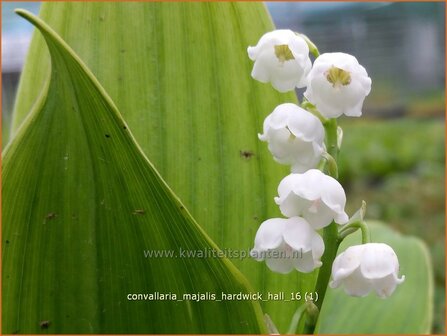 Convallaria majalis &#039;Hardwick Hall&#039; | Lelietje-van-dalen | Gew&ouml;hnliches Maigl&ouml;ckchen