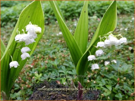 Convallaria majalis &#039;Hardwick Hall&#039; | Lelietje-van-dalen | Gew&ouml;hnliches Maigl&ouml;ckchen