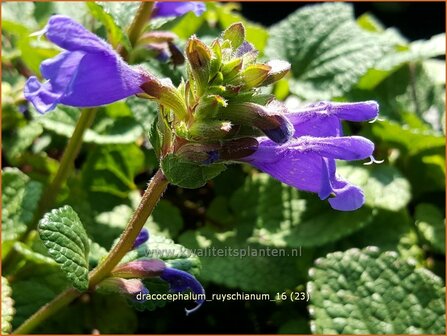 Dracocephalum ruyschianum | Drakenkop | Eurasischer Drachenkopf