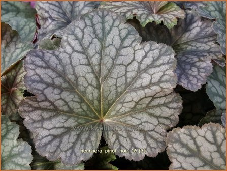 Heuchera &#039;Pinot Noir&#039; | Purperklokje | Purpurgl&ouml;ckchen