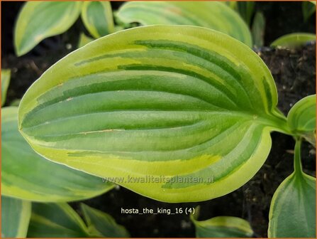 Hosta &#039;The King&#039; | Hosta, Hartlelie, Funkia | Funkie