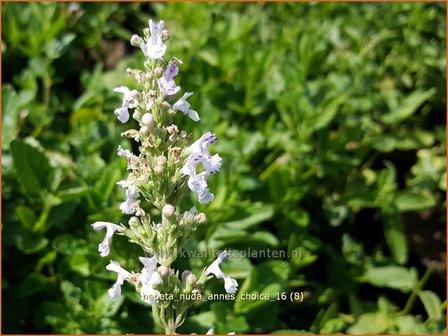 Nepeta nuda &#039;Anne&#039;s Choice&#039; | Kattenkruid | Kahle Katzenminze