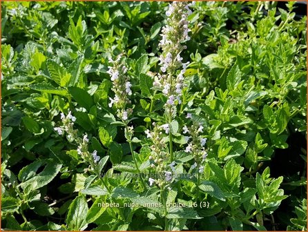 Nepeta nuda &#039;Anne&#039;s Choice&#039; | Kattenkruid | Kahle Katzenminze