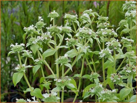 Pycnanthemum pilosum | Bergmunt | Behaarte Scheinbergminze