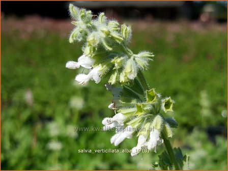 Salvia verticillata &#039;Alba&#039; | Kranssalie, Salie, Salvia | Quirlbl&uuml;tiger Salbei