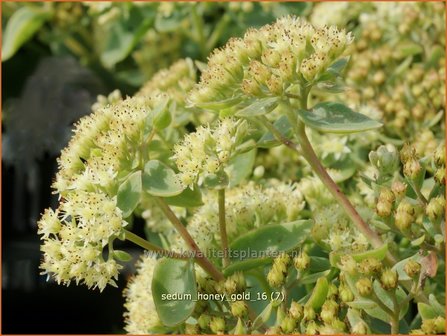 Sedum &#039;Honey Gold&#039; | Hemelsleutel, Vetkruid | Fettblatt