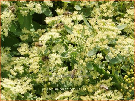 Sedum &#039;Honey Gold&#039; | Hemelsleutel, Vetkruid | Fettblatt