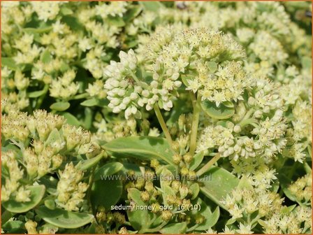 Sedum &#039;Honey Gold&#039; | Hemelsleutel, Vetkruid | Fettblatt