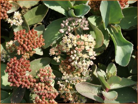 Sedum telephium &#039;Moonlight Serenade&#039; | Hemelsleutel, Vetkruid | Grosse Fetthenne