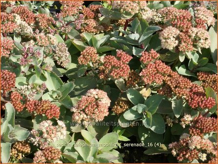 Sedum telephium &#039;Moonlight Serenade&#039; | Hemelsleutel, Vetkruid | Grosse Fetthenne