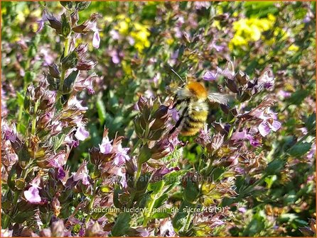 Teucrium lucidrys &#039;Pain de Sucre&#039; | Gamander | Wintergr&uuml;ner Gamander