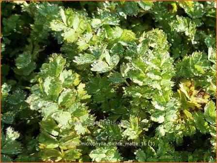 Acaena microphylla &#039;Dichte Matte&#039; | Stekelnootje | Braunbl&auml;ttriges Stacheln&uuml;sschen