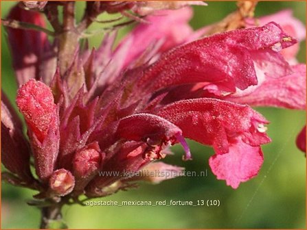 Agastache mexicana &#039;Red Fortune&#039; | Dropplant, Anijsnetel | Limonen-Duftnessel