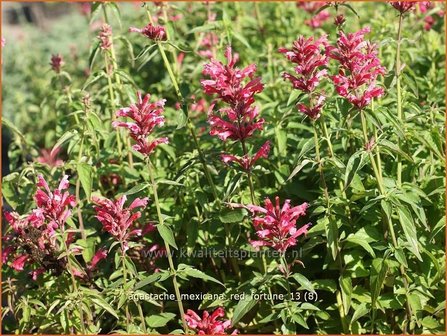 Agastache mexicana &#039;Red Fortune&#039; | Dropplant, Anijsnetel | Limonen-Duftnessel