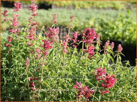 Agastache mexicana &#039;Red Fortune&#039; | Dropplant, Anijsnetel | Limonen-Duftnessel