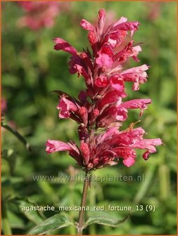 Agastache mexicana &#039;Red Fortune&#039; | Dropplant, Anijsnetel | Limonen-Duftnessel