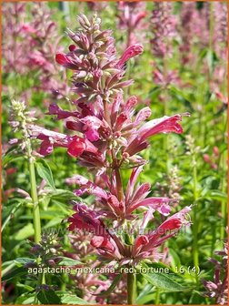 Agastache mexicana &#039;Red Fortune&#039; | Dropplant, Anijsnetel | Limonen-Duftnessel