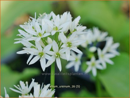 Allium ursinum | Daslook, Berenlook, Look | B&auml;renlauch