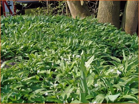 Allium ursinum | Daslook, Berenlook, Look | B&auml;renlauch