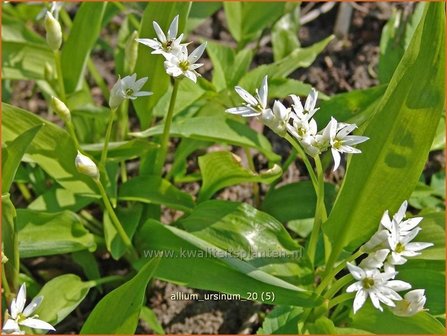 Allium ursinum | Daslook, Berenlook, Look | B&auml;renlauch