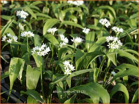 Allium ursinum | Daslook, Berenlook, Look | B&auml;renlauch