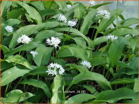 Allium ursinum | Daslook, Berenlook, Look | B&auml;renlauch