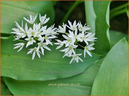 Allium ursinum | Daslook, Berenlook, Look | B&auml;renlauch