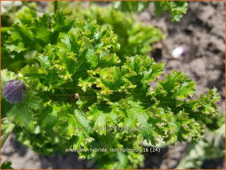 Anemone hybrida &#039;Lady Gilmour&#039; | Herfstanemoon, Japanse anemoon, Anemoon | Herbstanemone