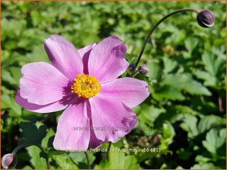 Anemone hybrida &#039;Lady Gilmour&#039; | Herfstanemoon, Japanse anemoon, Anemoon | Herbstanemone