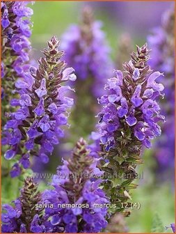 Salvia nemorosa &#039;Marcus&#039; | Salie, Salvia