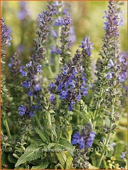 Salvia nemorosa &#039;Marcus&#039; | Salie, Salvia