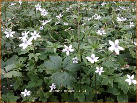 Anemone rivularis | Anemoon | Bach-Anemone