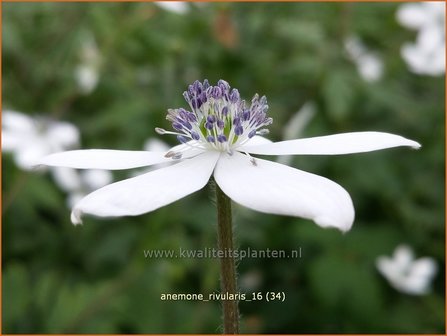 Anemone rivularis | Anemoon | Bach-Anemone