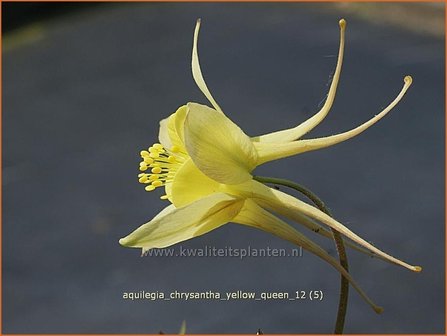 Aquilegia chrysantha &#039;Yellow Queen&#039; | Akelei | Langspornige Akelei