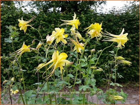 Aquilegia chrysantha &#039;Yellow Queen&#039; | Akelei | Langspornige Akelei